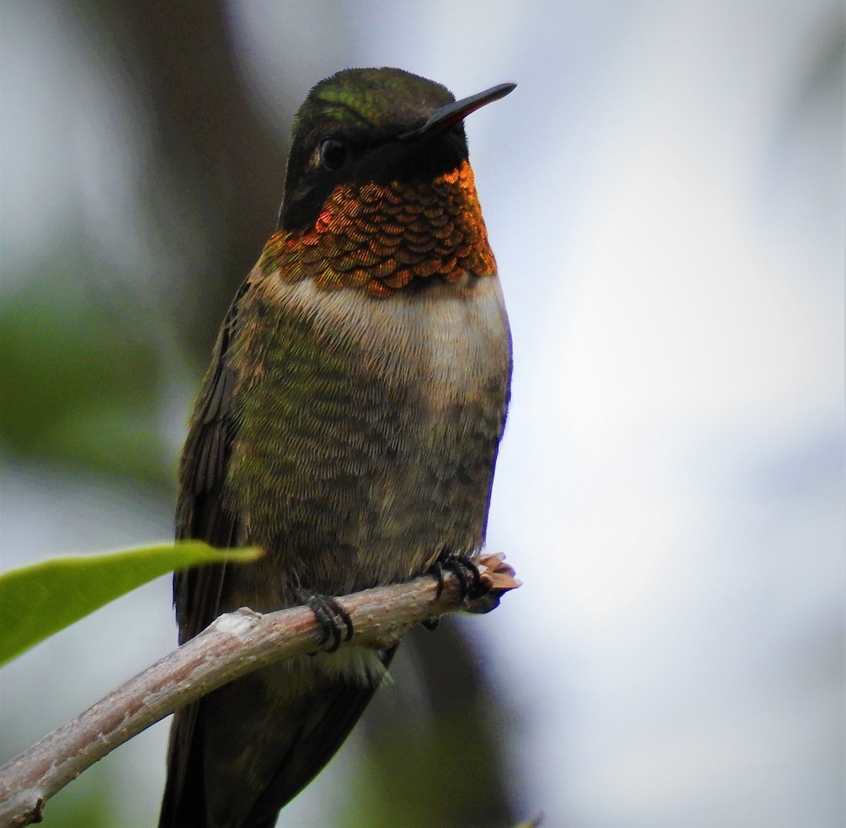 Ruby-throated Hummingbird - Caden Williams