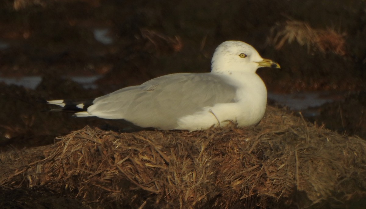 Ring-billed Gull - ML609001062