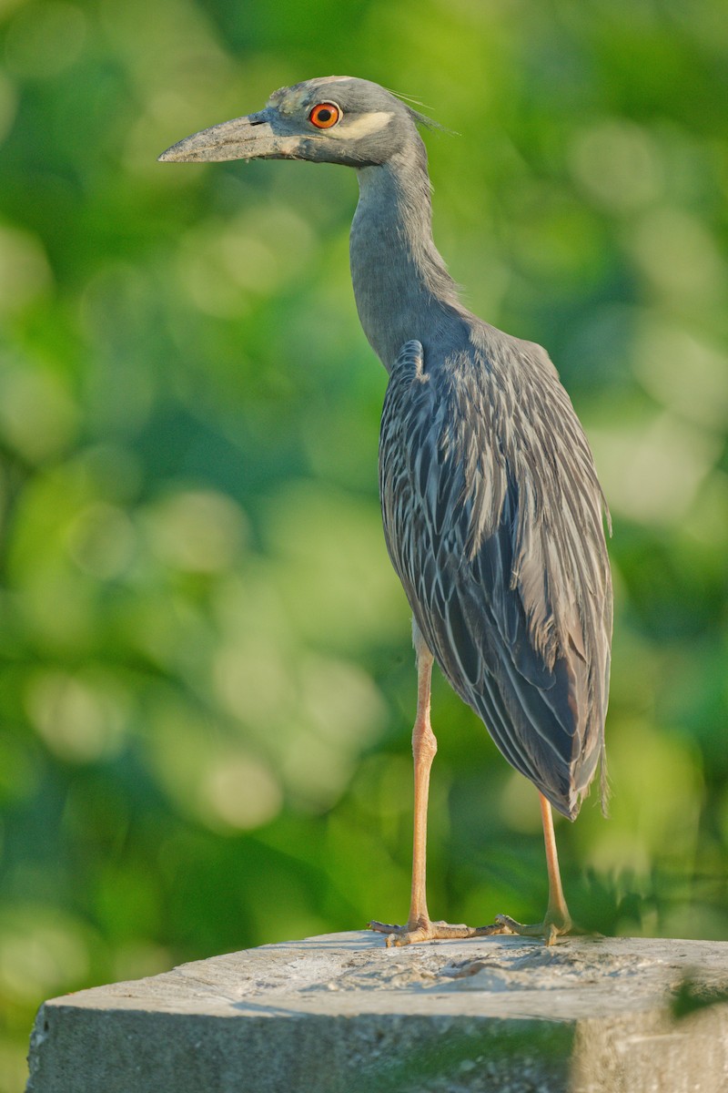 Yellow-crowned Night Heron - ML609001123