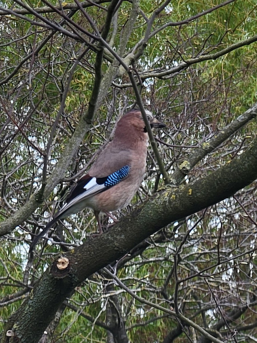 Eurasian Jay (Eurasian) - ML609001143