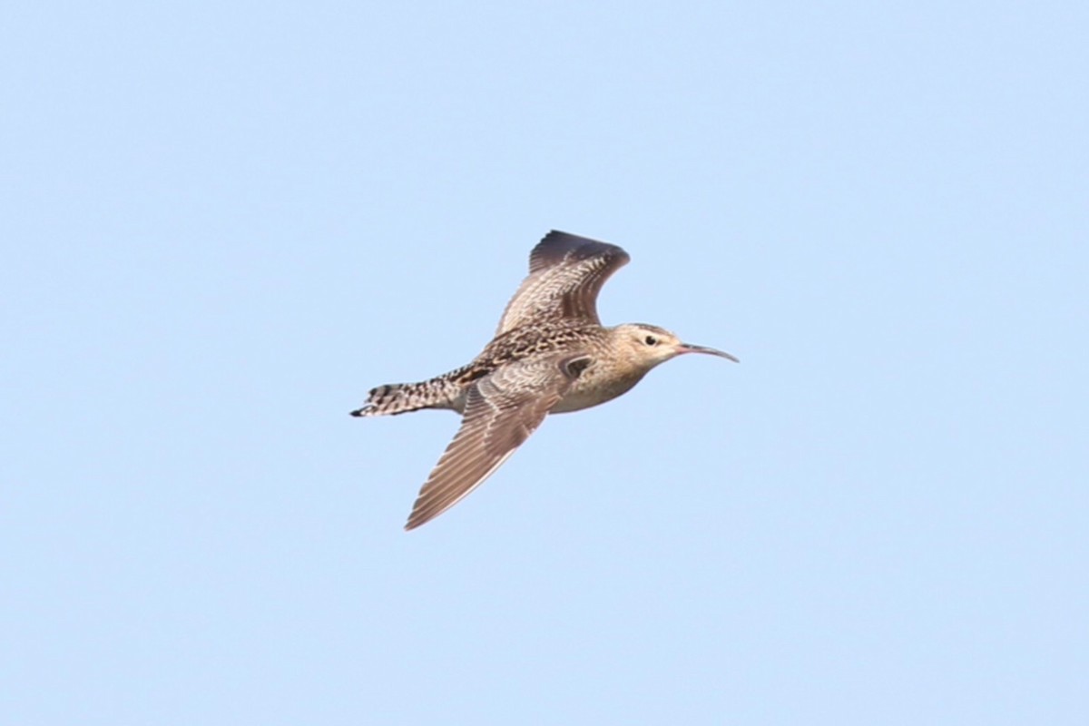 Little Curlew - Bryn Pickering