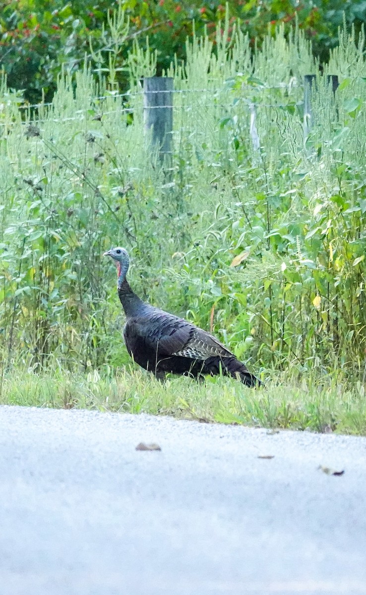 Wild Turkey - ML609001162