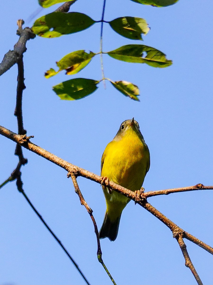 Nashville Warbler - ML609001195