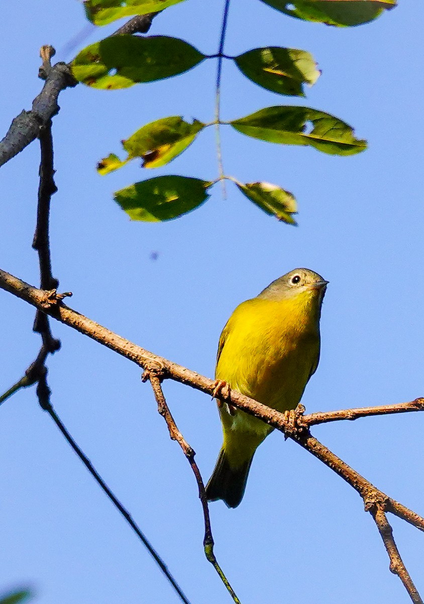 Nashville Warbler - ML609001196