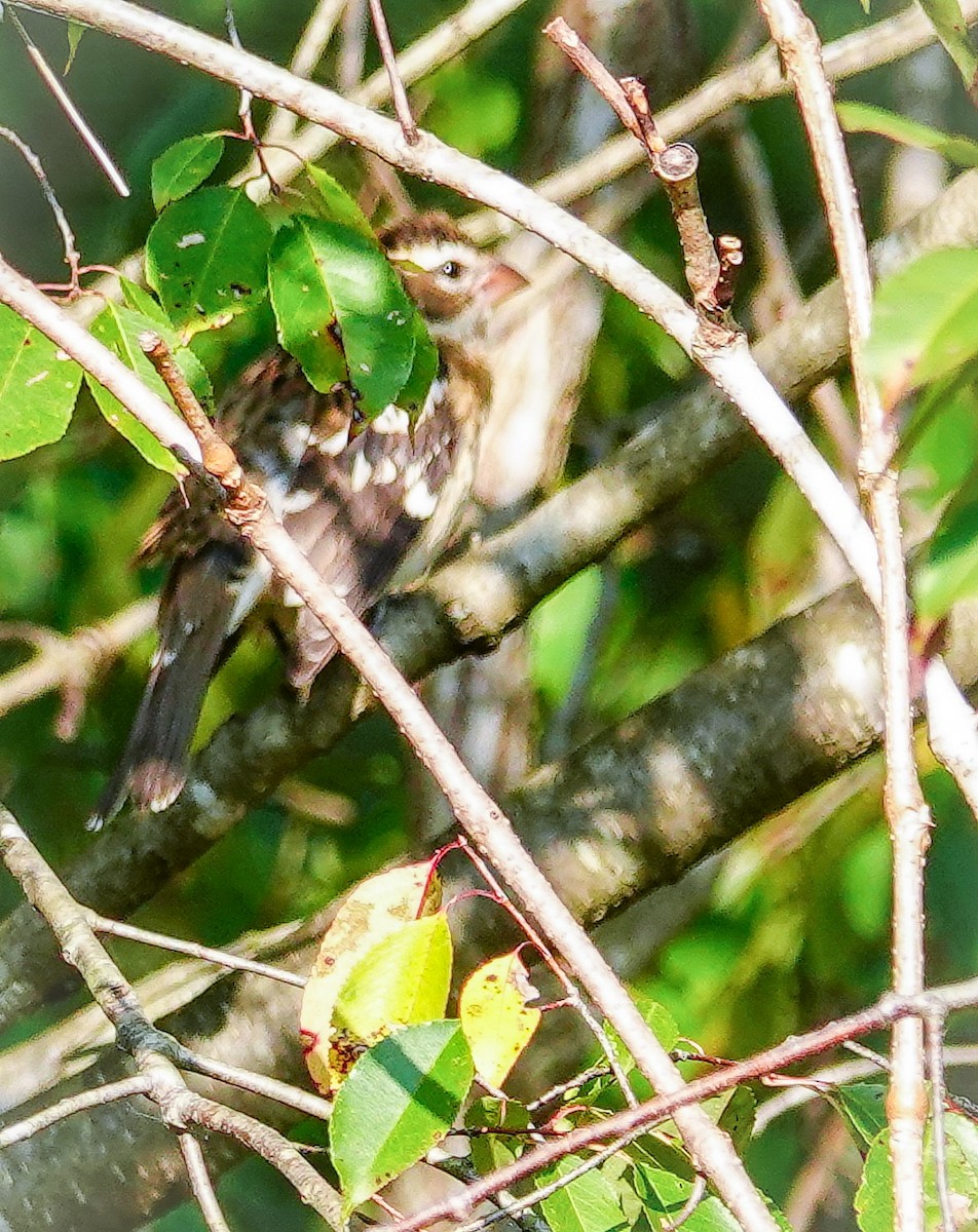 Rose-breasted Grosbeak - ML609001218