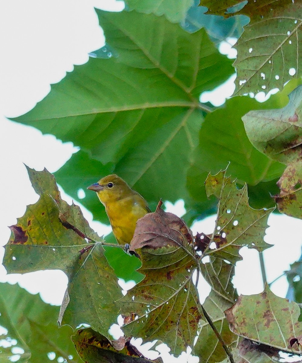 Summer Tanager - ML609001225