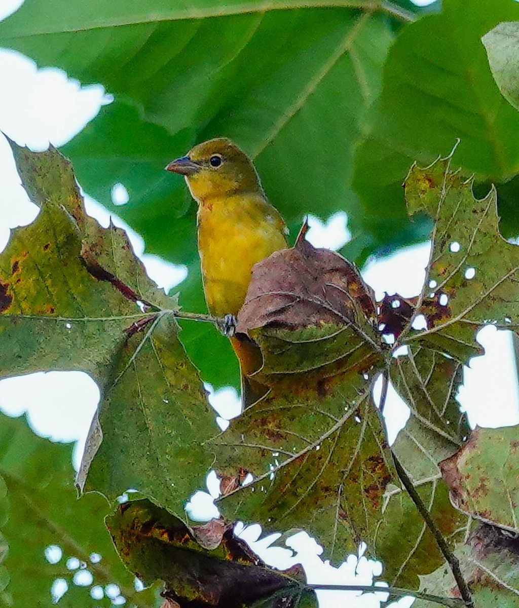 Summer Tanager - ML609001226