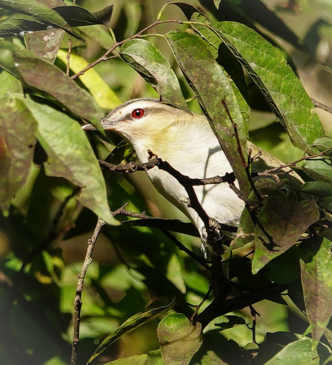 Kızıl Gözlü Vireo - ML609001265