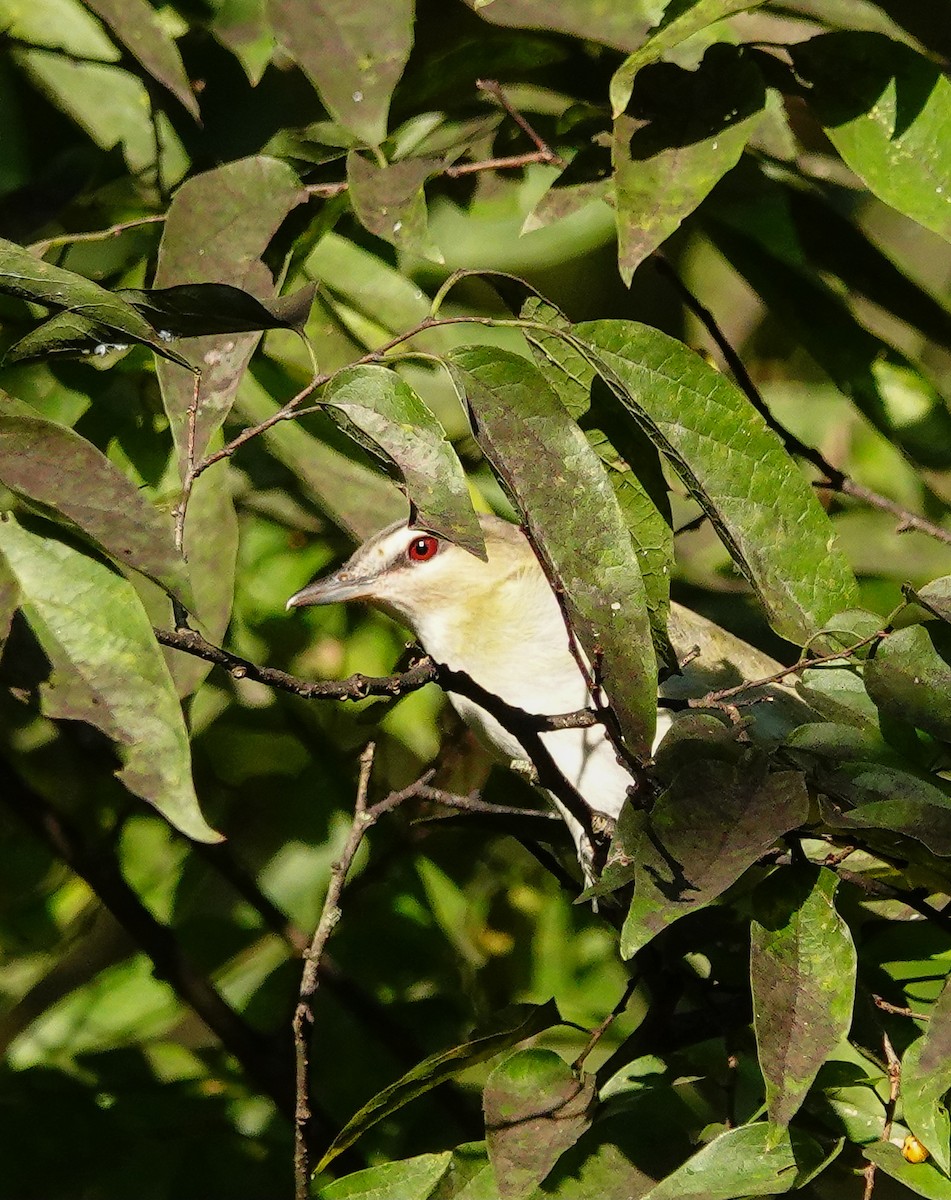 Kızıl Gözlü Vireo - ML609001266