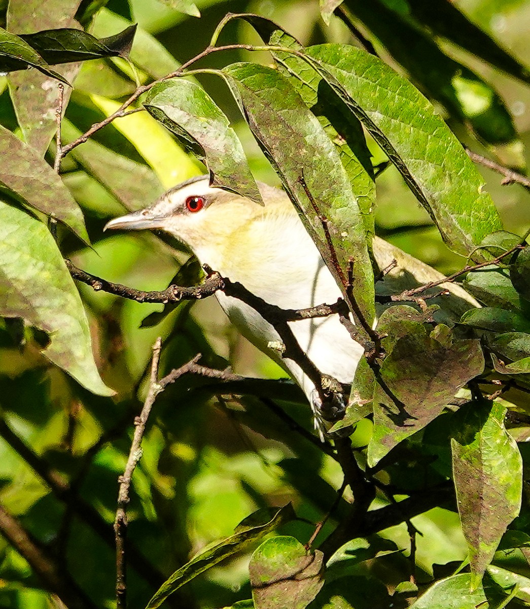 Viréo aux yeux rouges - ML609001267