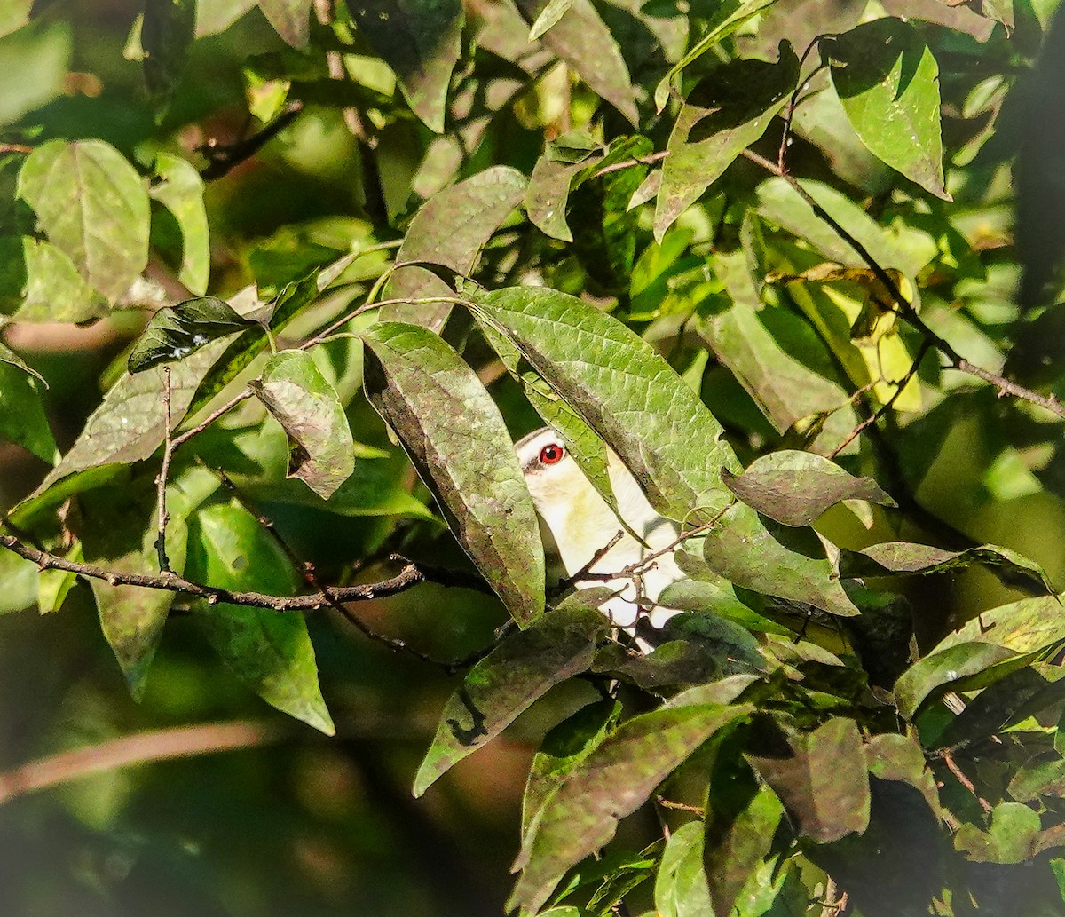 Red-eyed Vireo - ML609001268