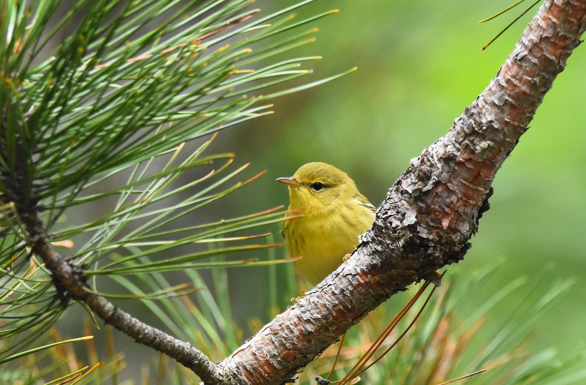 Blackpoll Warbler - Christi McMillen