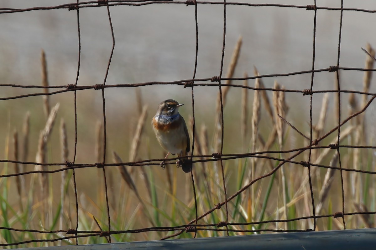 Bluethroat - Greg Scyphers