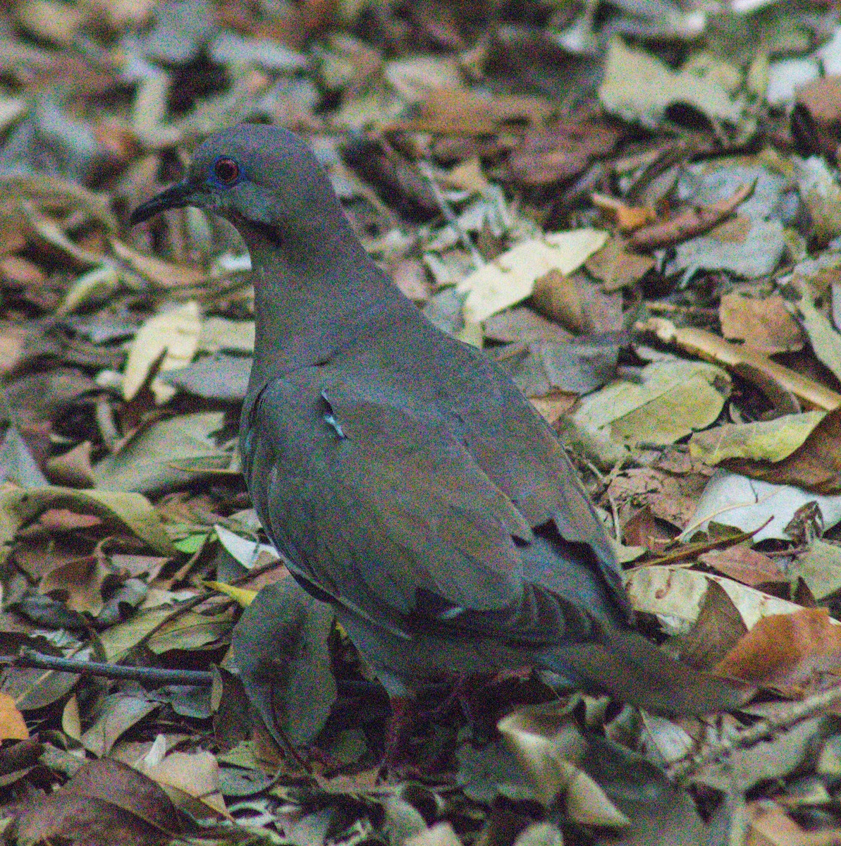 White-winged Dove - ML609001476