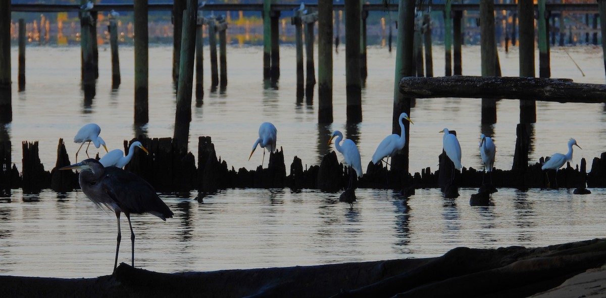 Great Blue Heron (Great Blue) - ML609001665