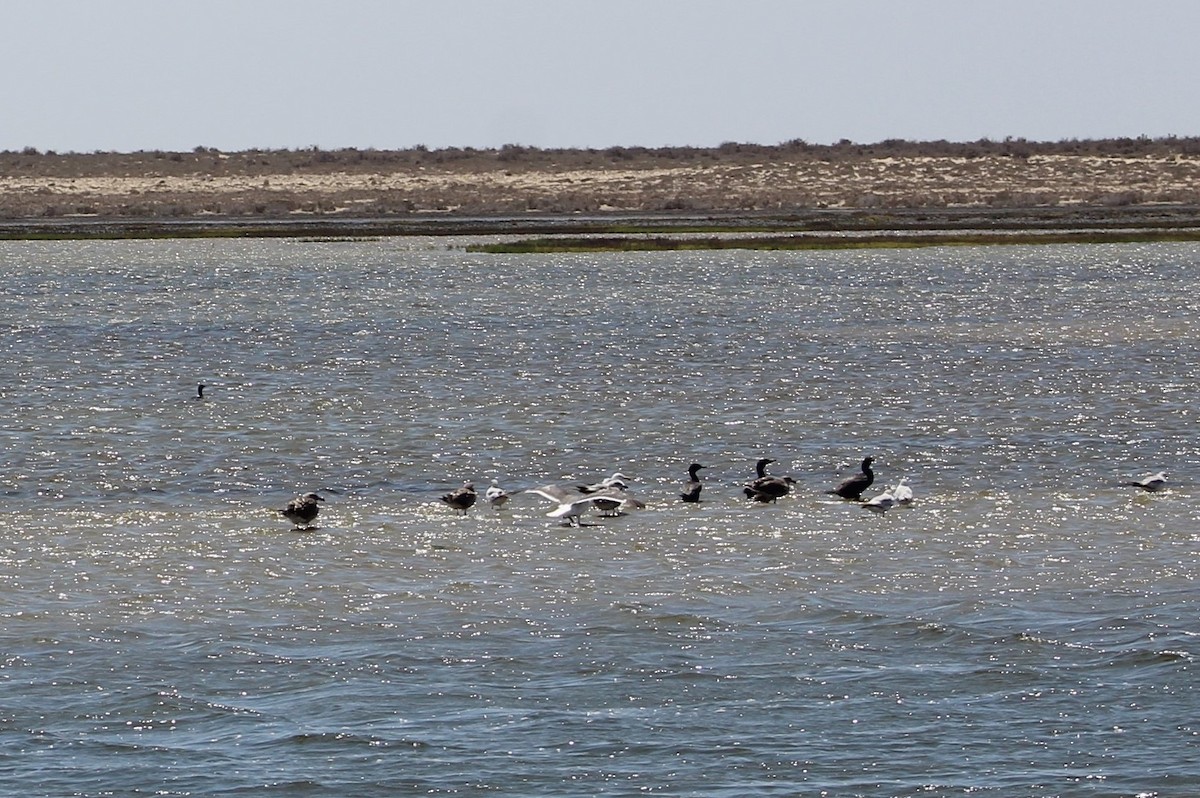 Ring-billed Gull - ML609001673