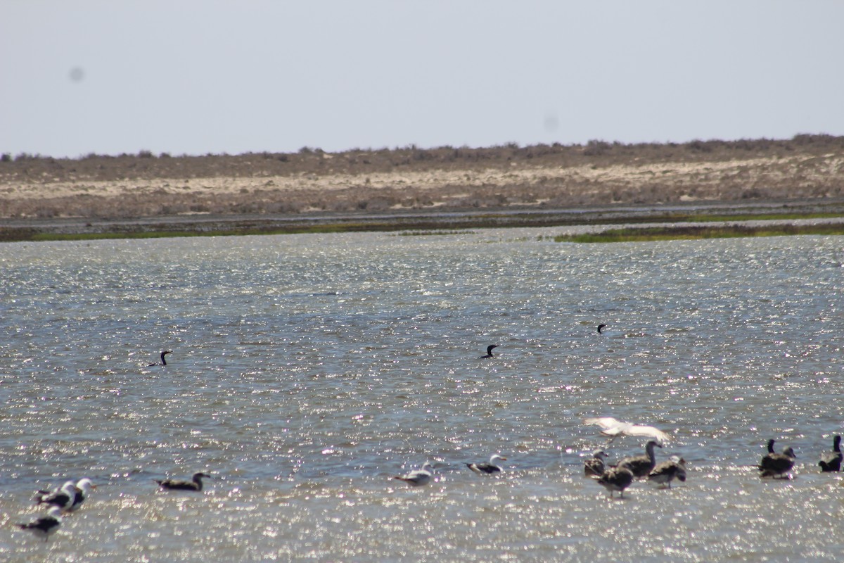 Ring-billed Gull - ML609001674