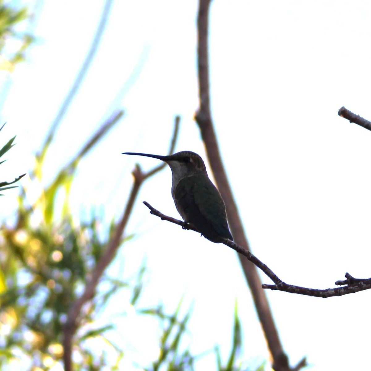 Black-chinned Hummingbird - ML609001691