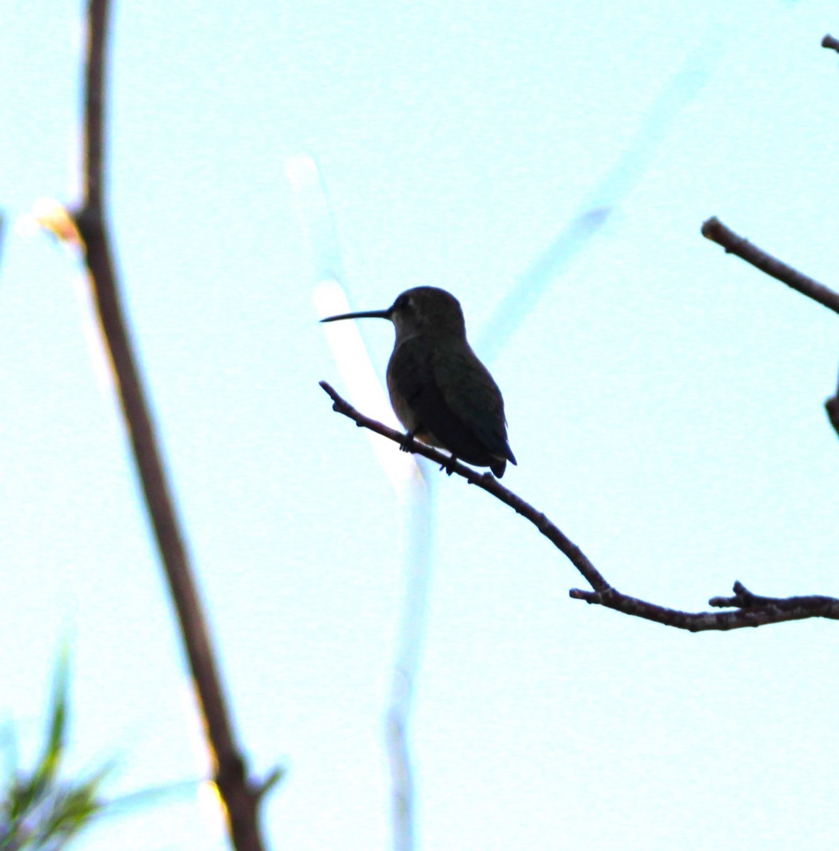 Black-chinned Hummingbird - ML609001692
