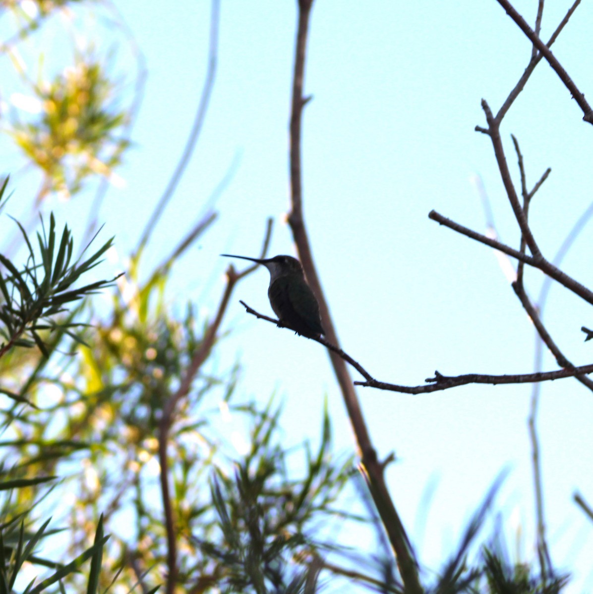 Black-chinned Hummingbird - ML609001693