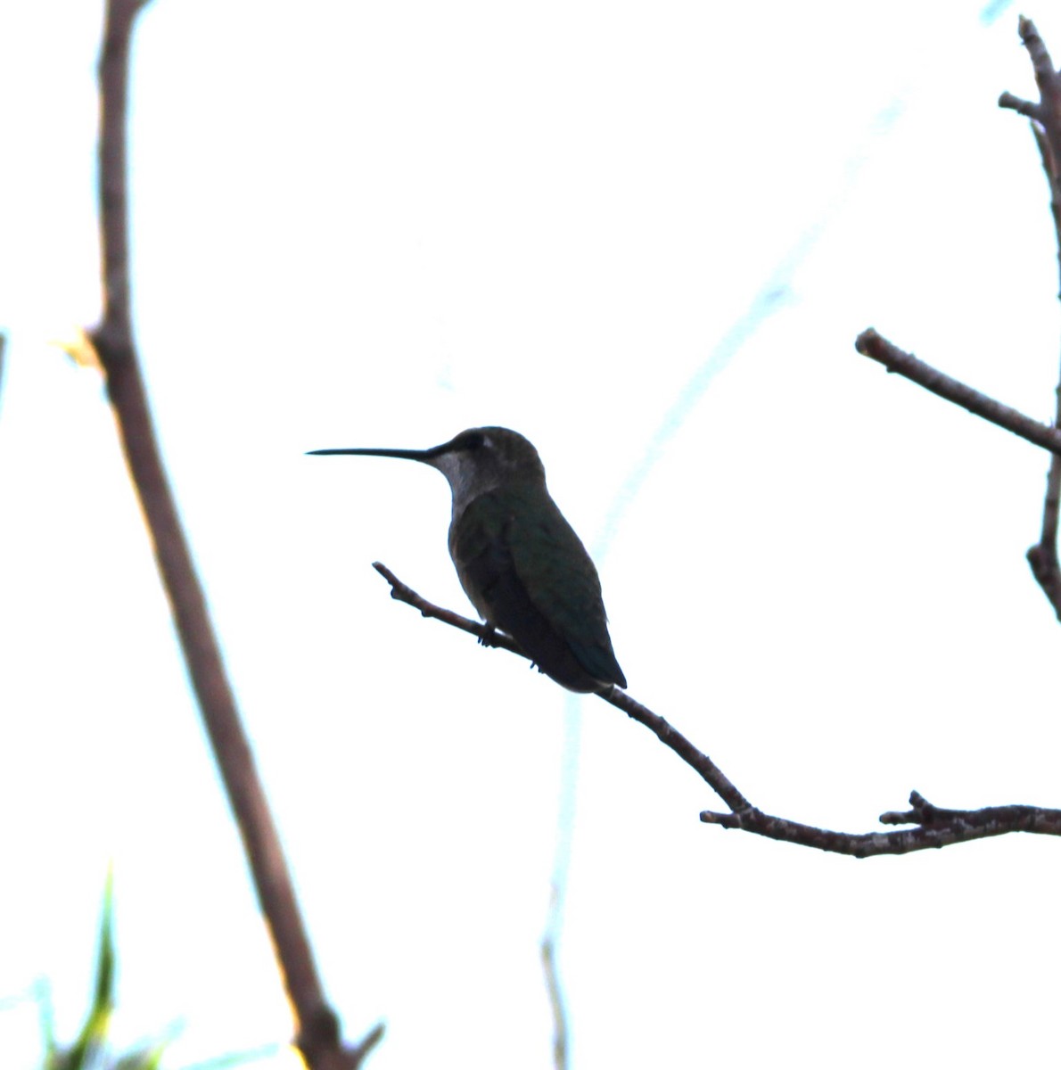 Black-chinned Hummingbird - ML609001694