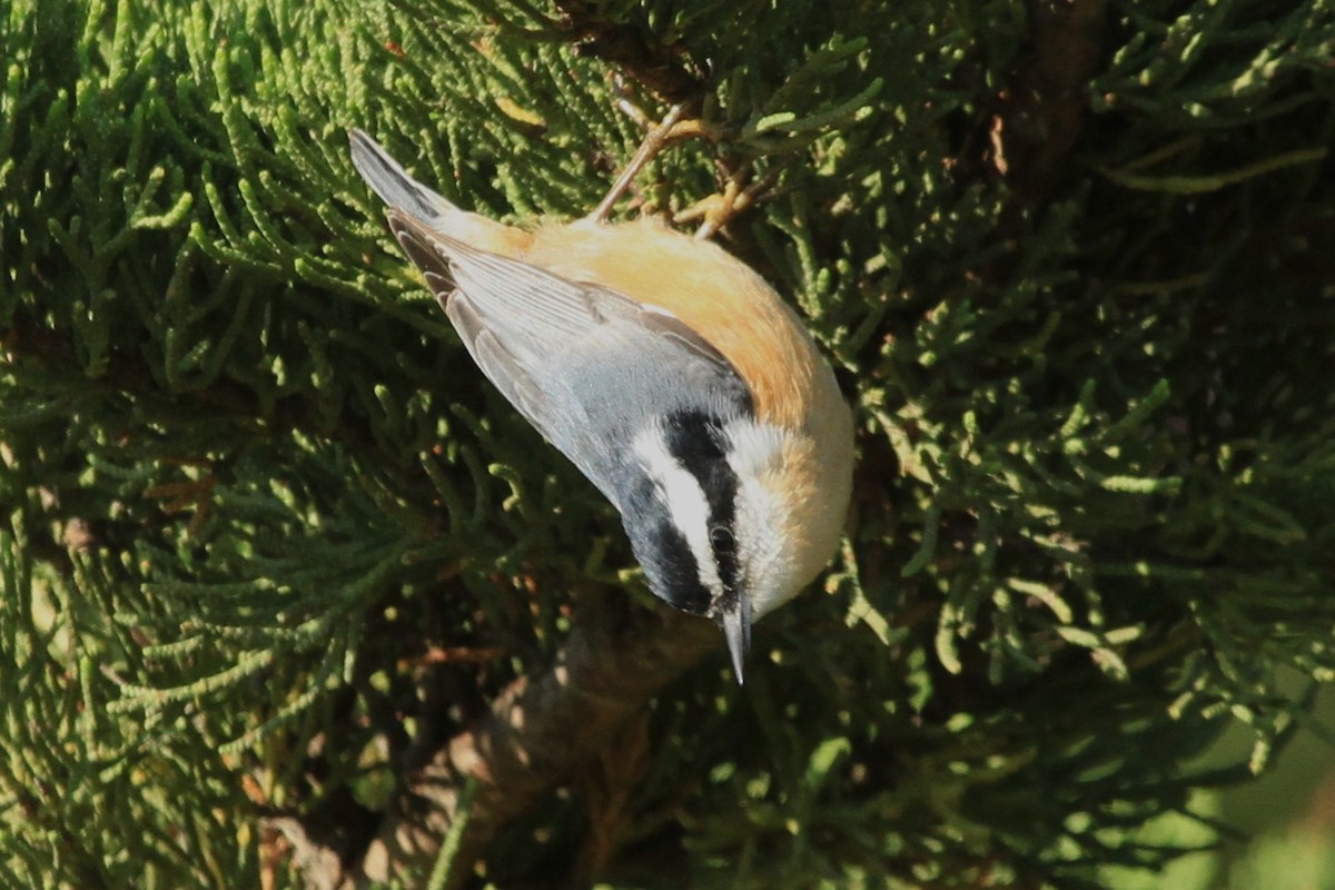 Red-breasted Nuthatch - ML609001779