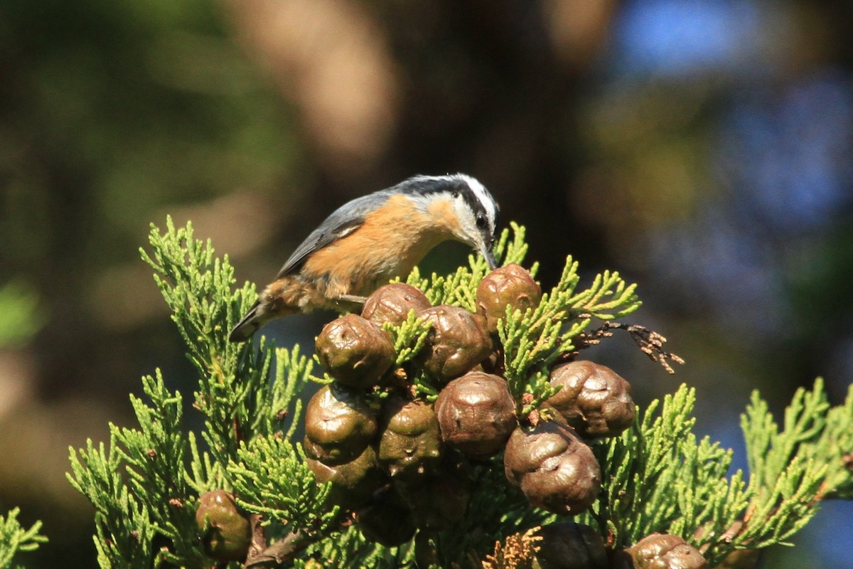 Red-breasted Nuthatch - ML609001780