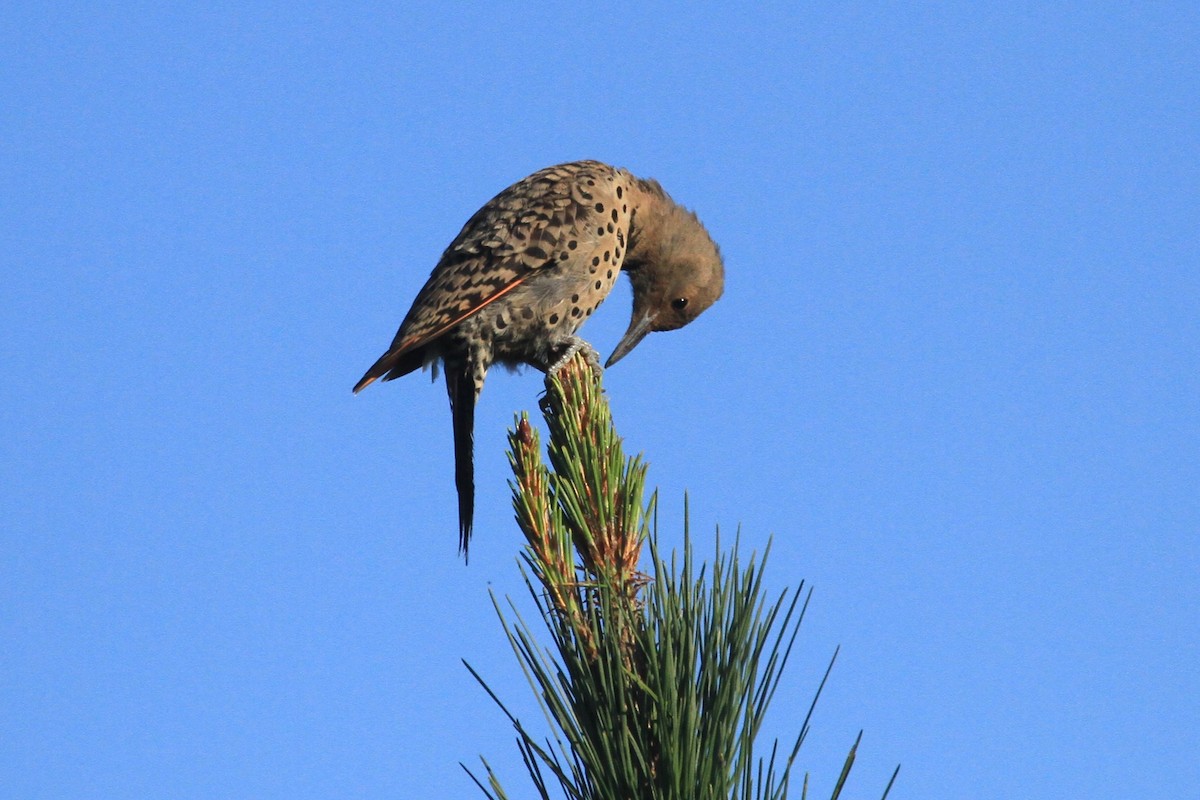 Northern Flicker (Red-shafted) - ML609001795