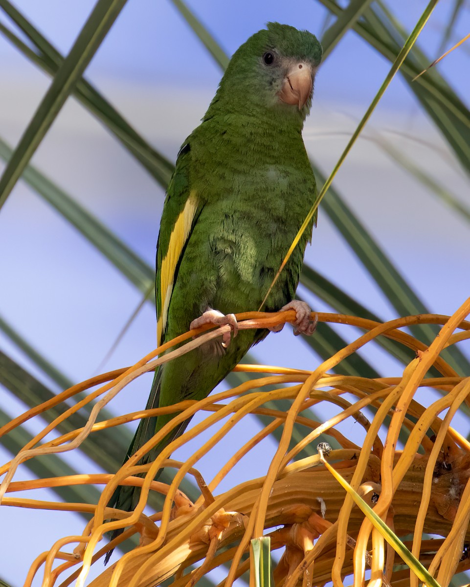 White-winged Parakeet - Julio Mulero
