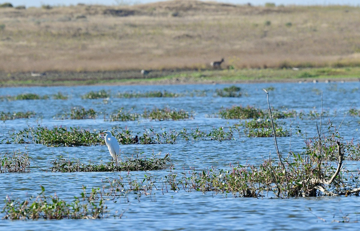 Great Egret - ML609001836