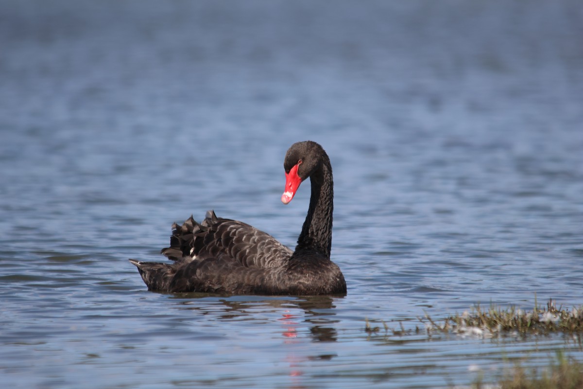 Black Swan - ML609001895