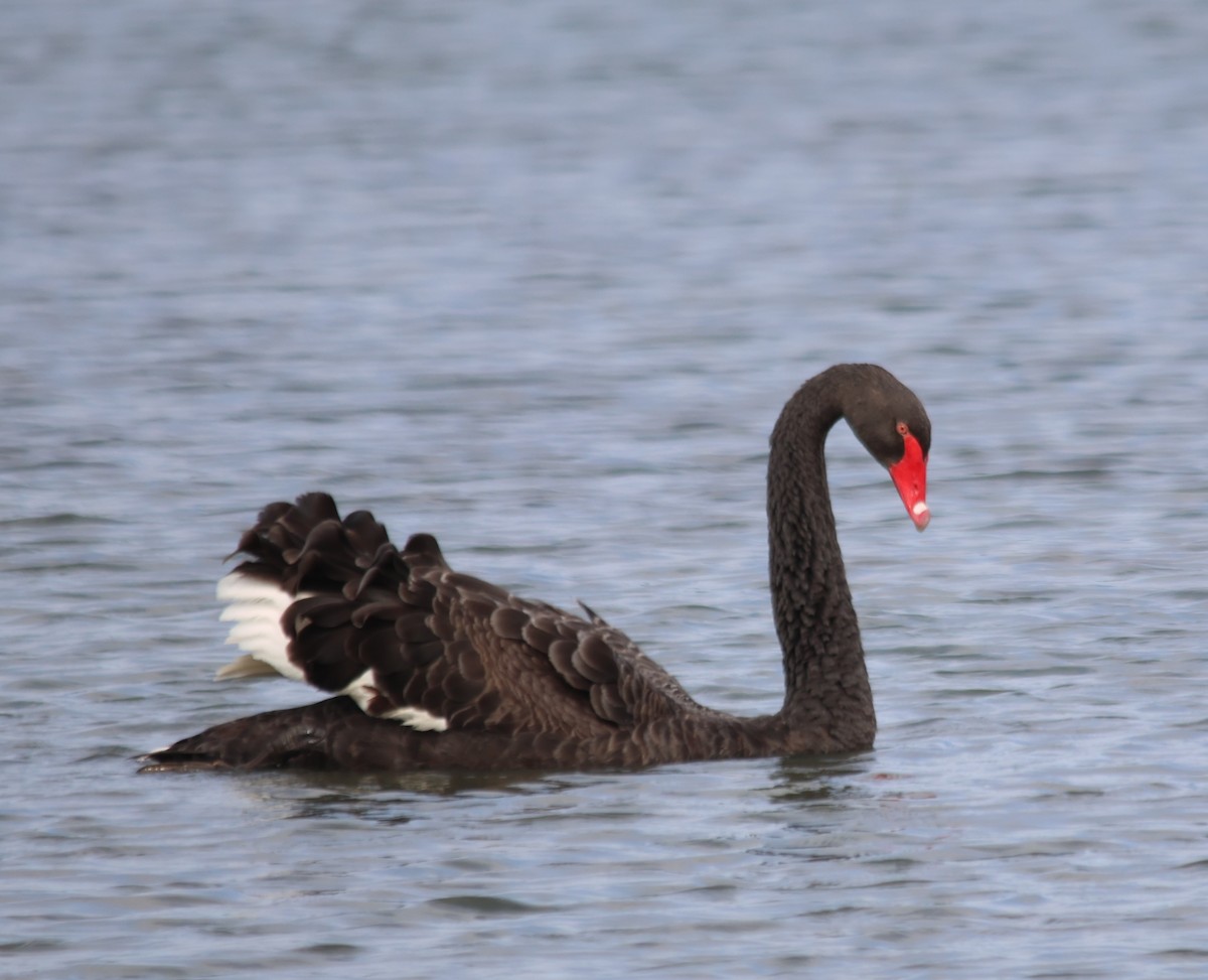 Black Swan - ML609002002
