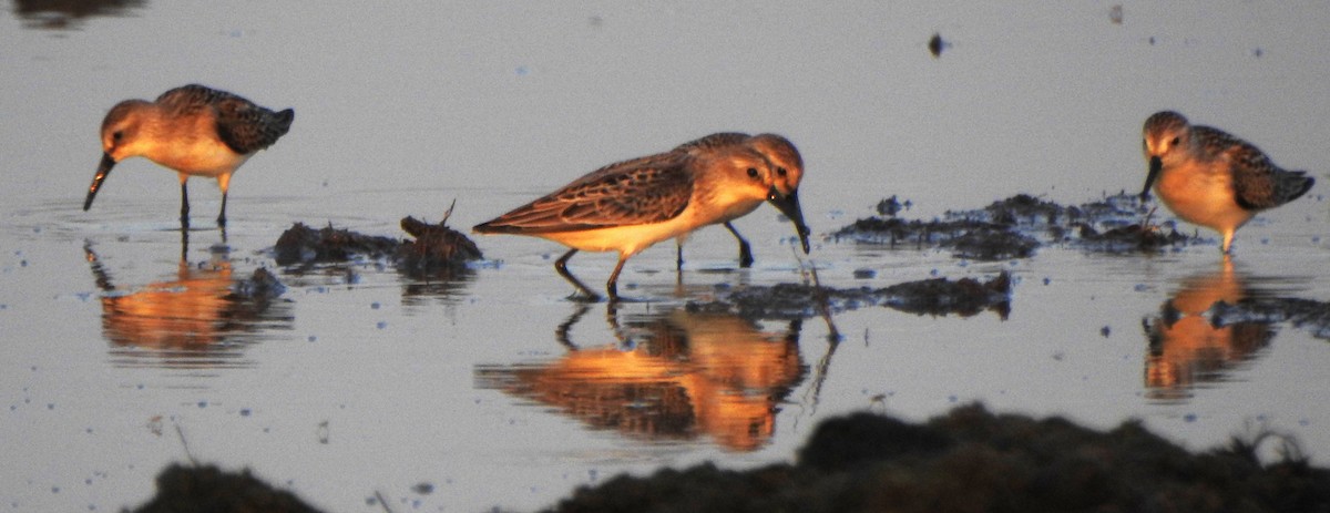 Western Sandpiper - Karen McClure