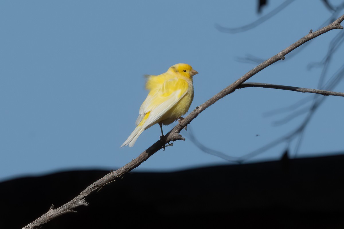 Island Canary (Domestic type) - ML609002122