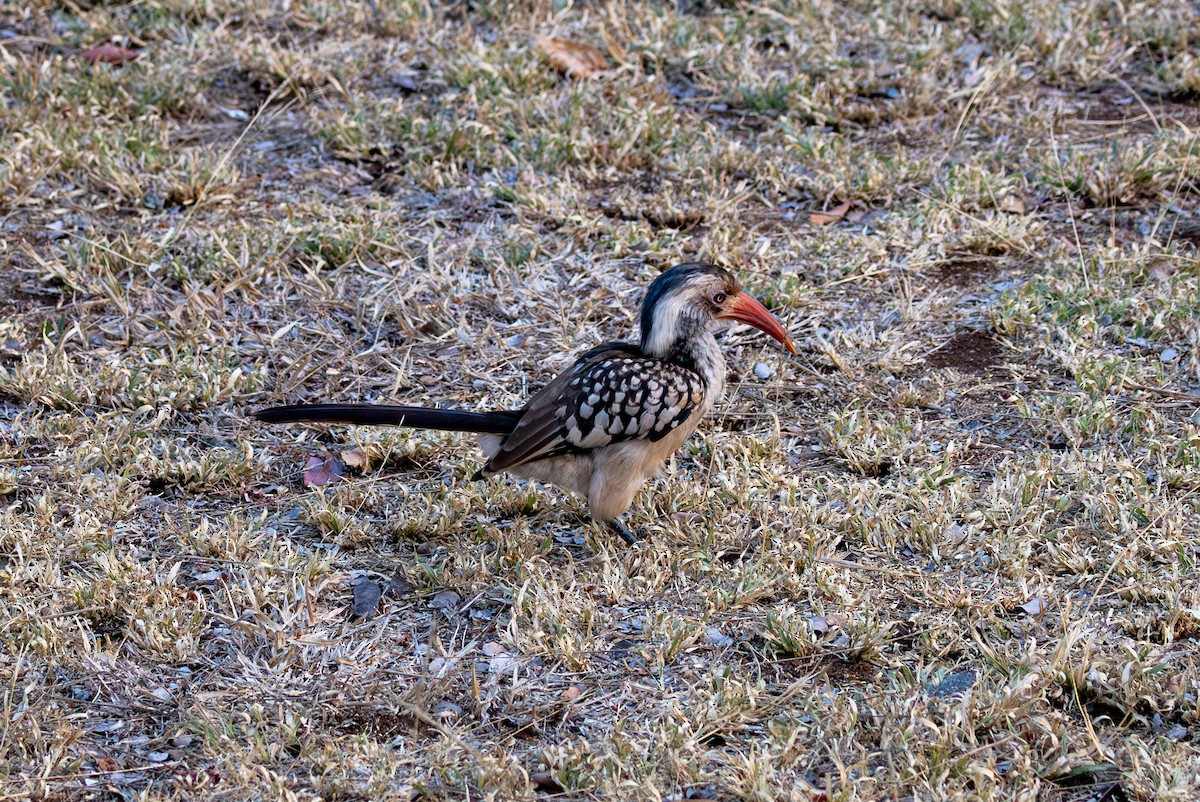 Southern Yellow-billed Hornbill - Mason Flint