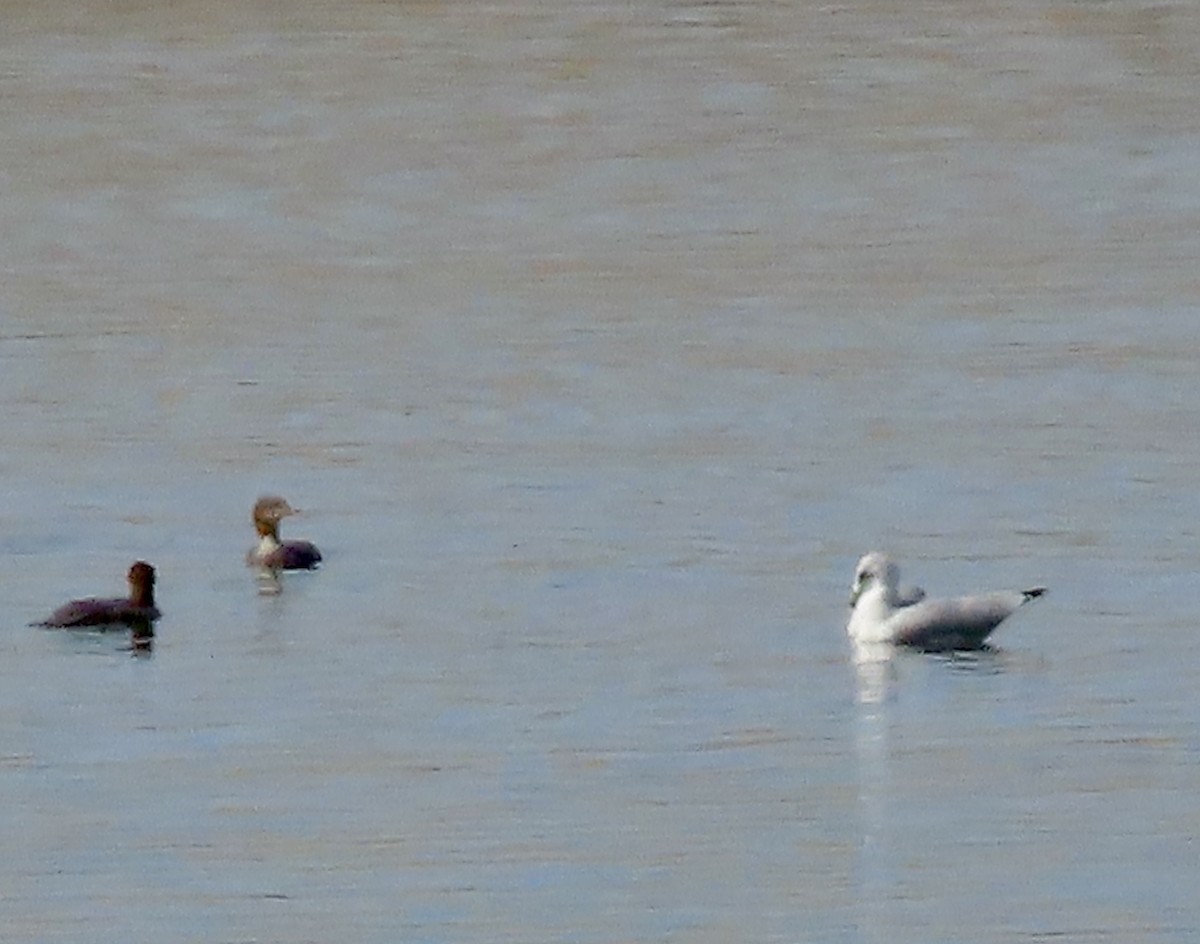 Ring-billed Gull - ML609002290