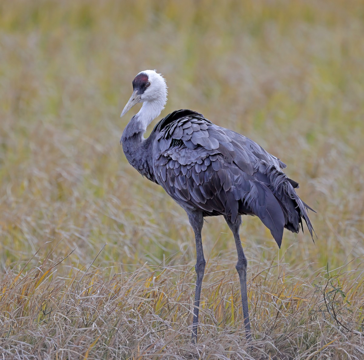 Grulla Monje - ML609002330