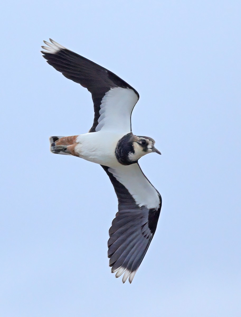 Northern Lapwing - ML609002333