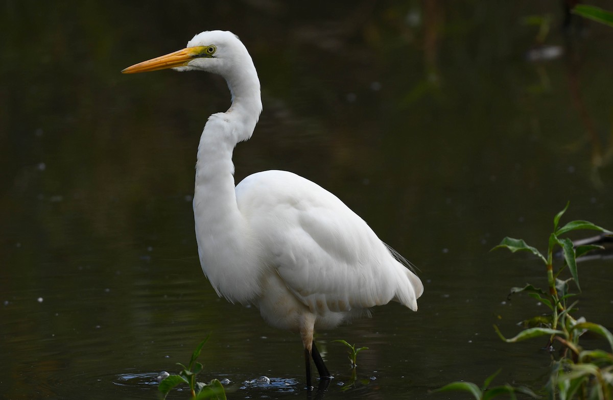 Great Egret - Rob Clay