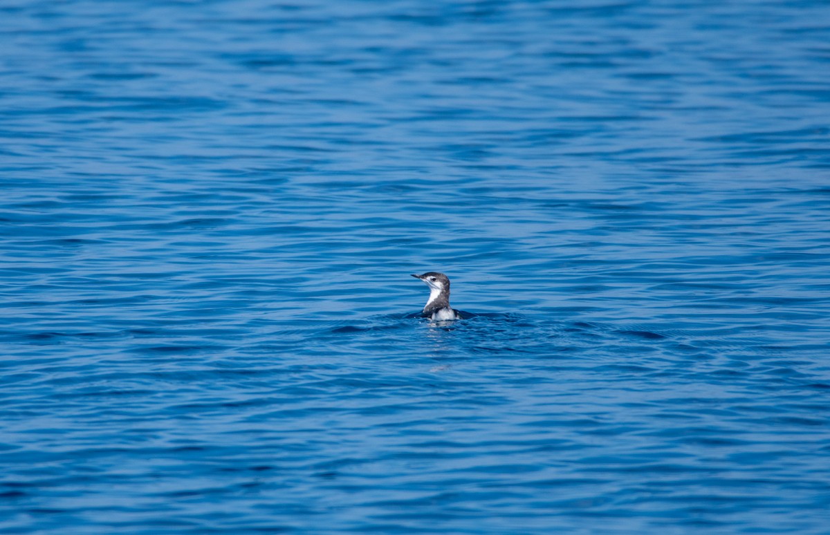 Guadalupe Murrelet - ML609002484