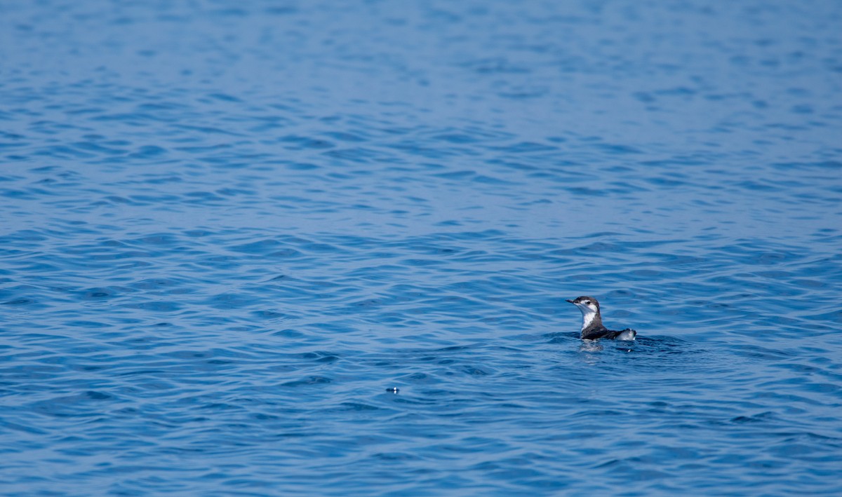 Guadalupe Murrelet - ML609002485