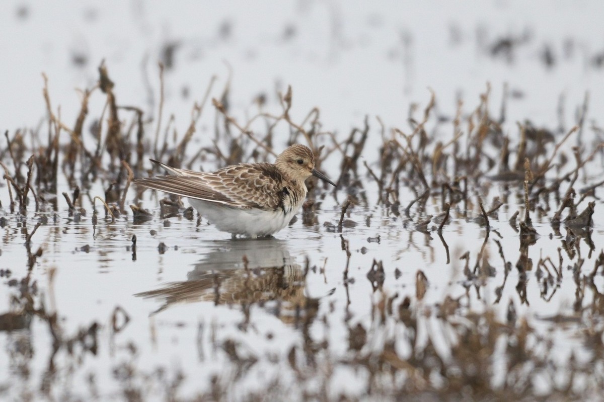 Baird's Sandpiper - ML609002524