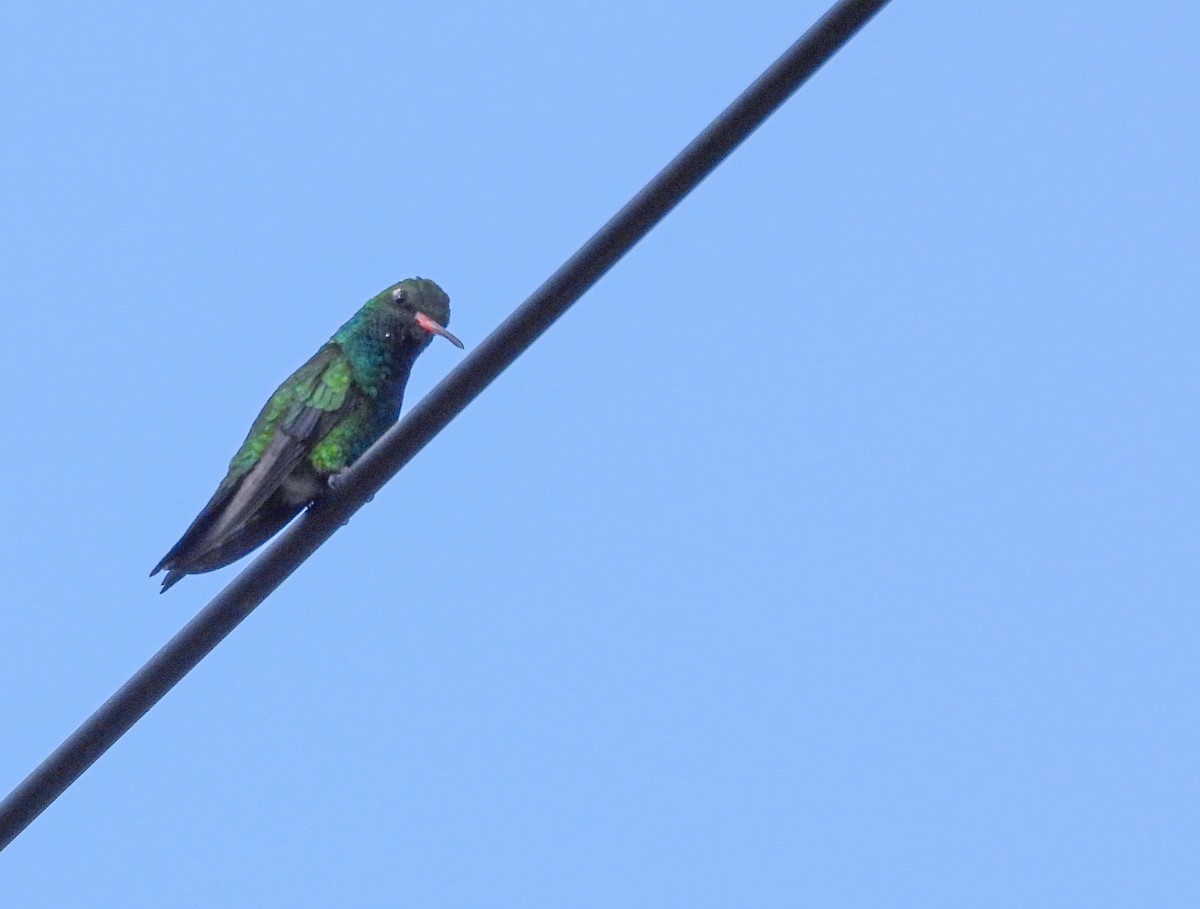 Glittering-bellied Emerald - ML609002600