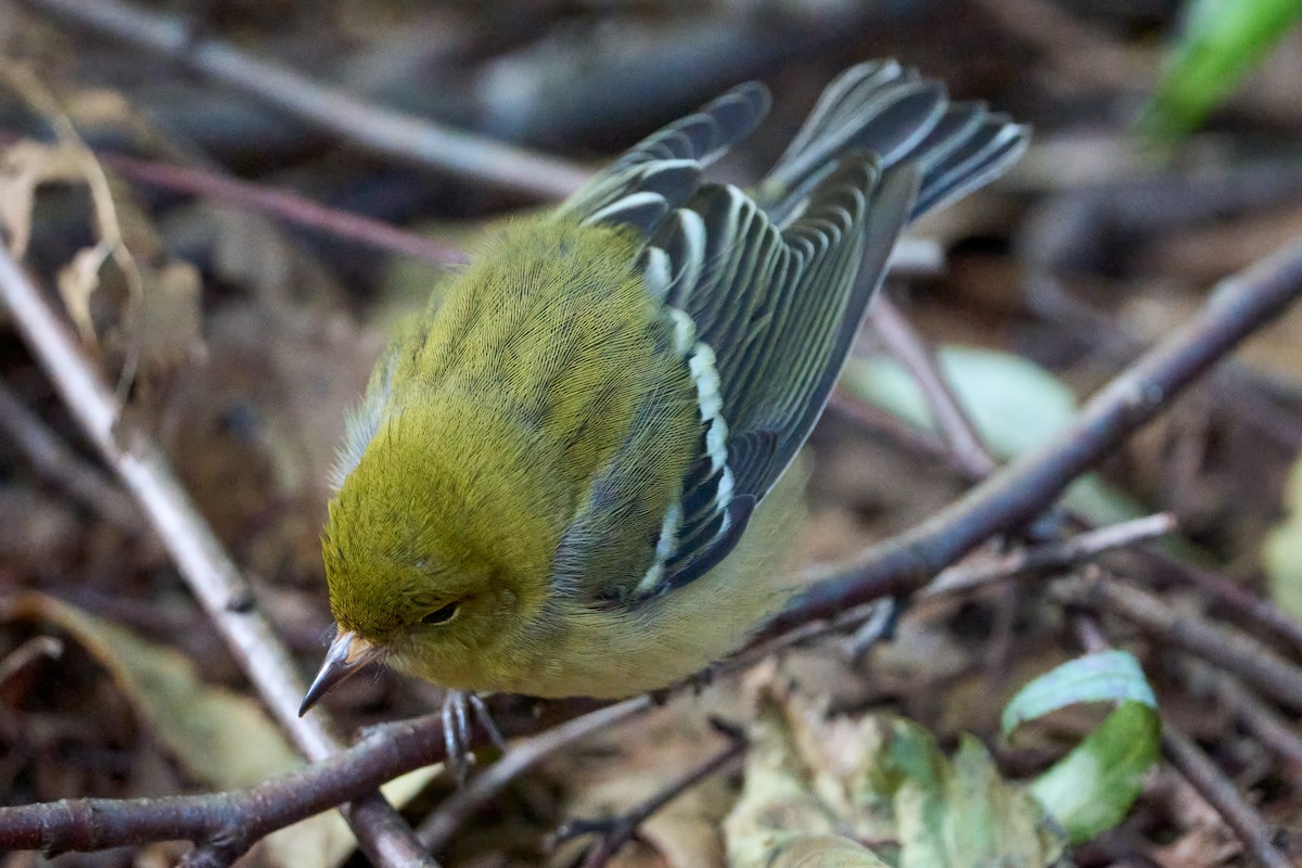 Bay-breasted Warbler - ML609002727