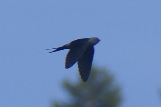 holub skalní - ML609002745