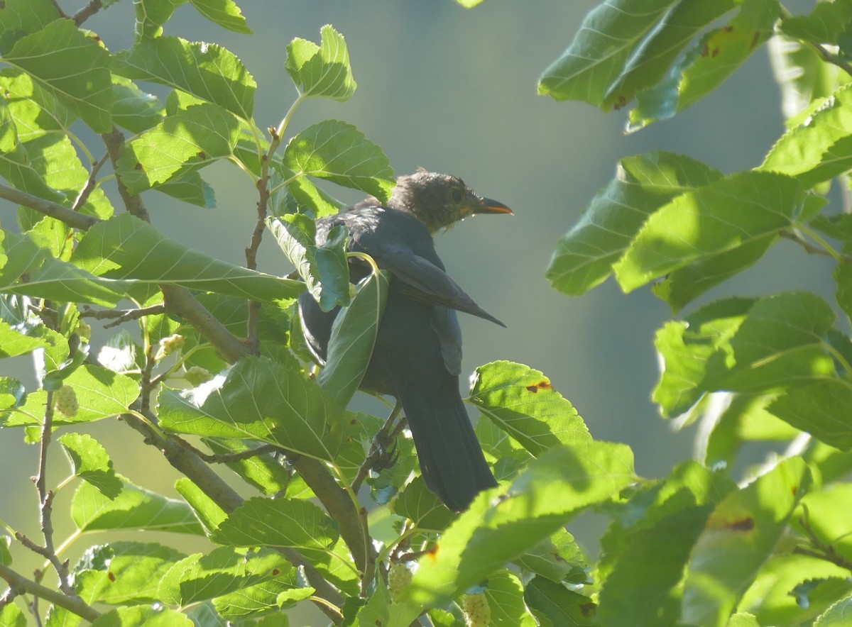 žluva hajní - ML609002749