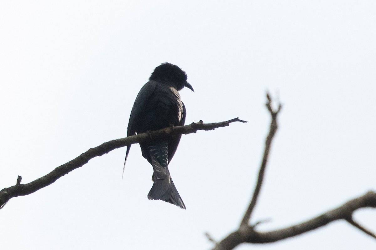 Square-tailed Drongo-Cuckoo - ML609002821