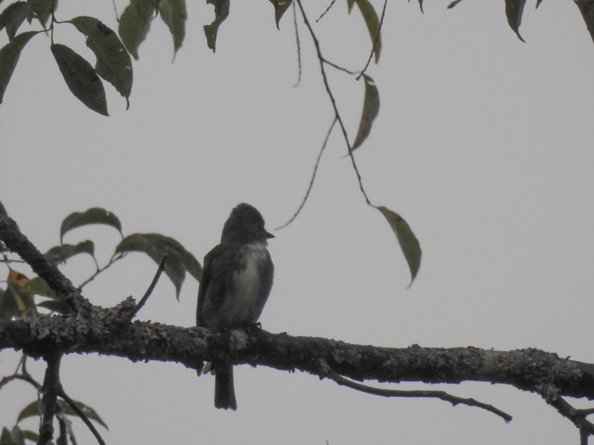Olive-sided Flycatcher - ML609002834