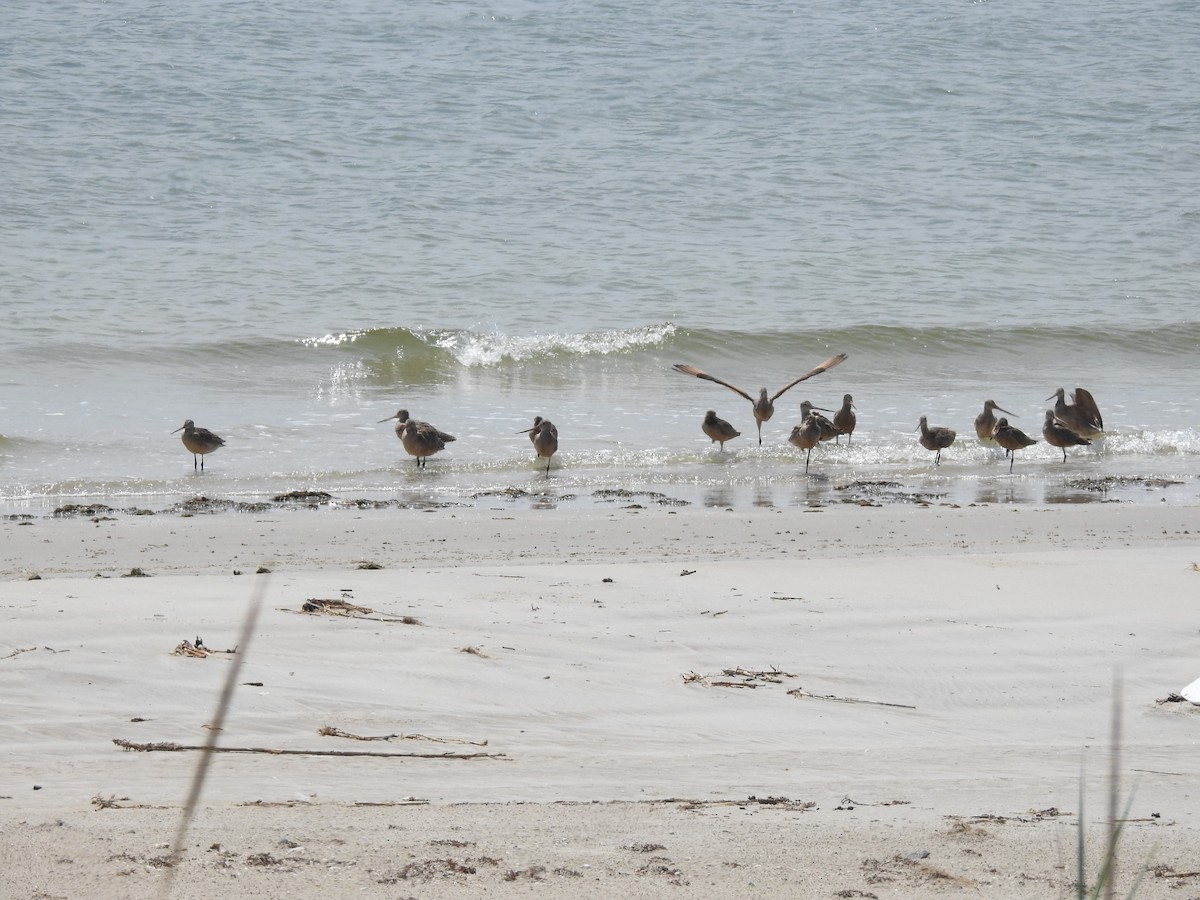 Marbled Godwit - ML609002842