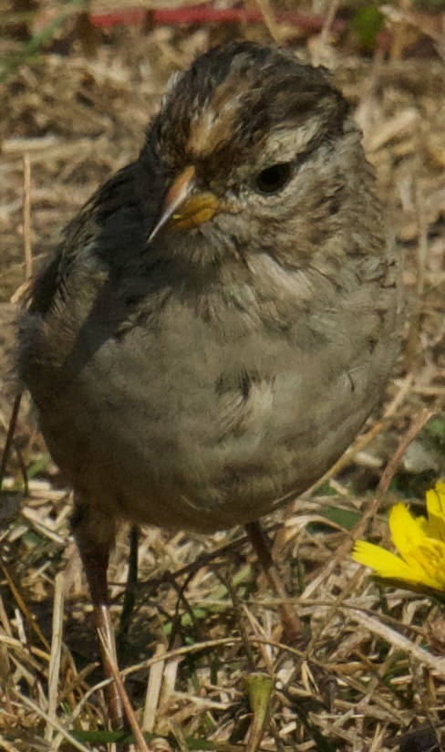 White-crowned Sparrow - Tamera Eirten